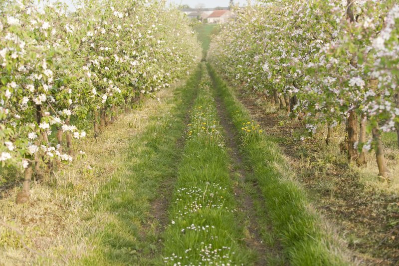 Une allée herbeuse traverse un verger de pommiers en fleurs avec des arbres alignés de chaque côté.